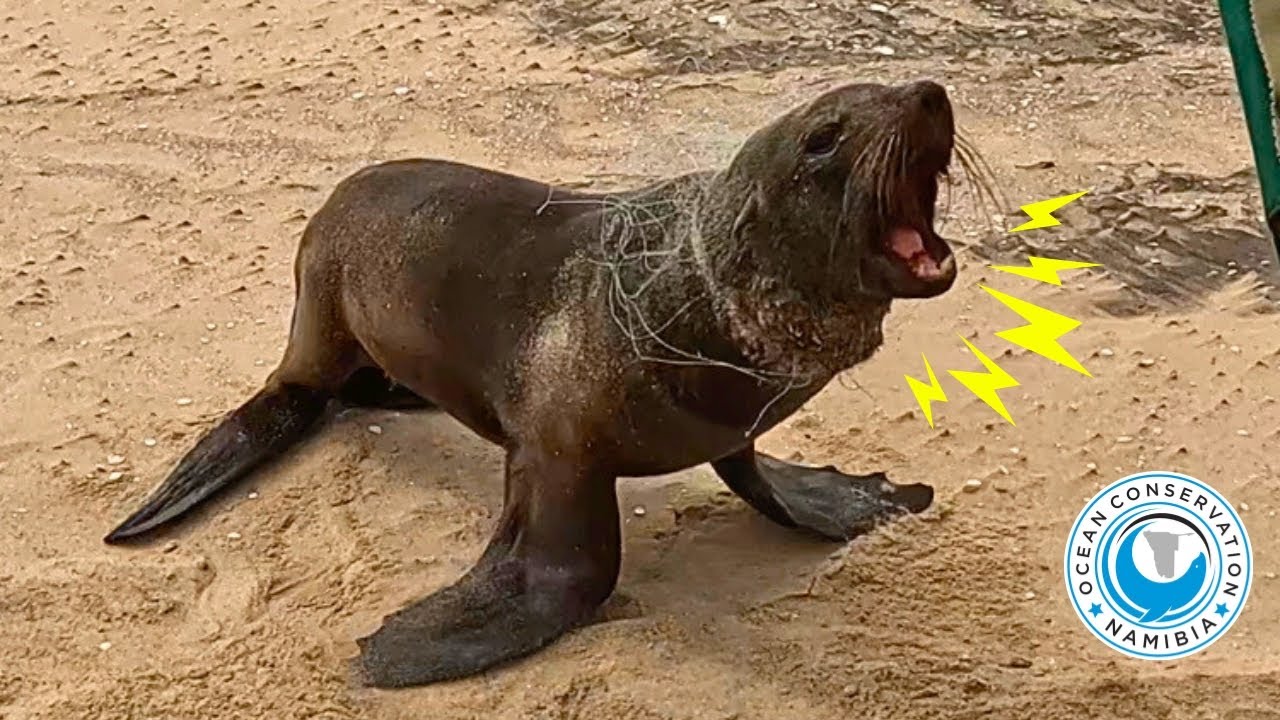 Barely Hanging On: Weak Seal Bull Rescued from Deadly Gill Net