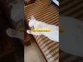#cat #kucinglucu #kucingputihlucu #kucingmalas #funny #kucingimut #fyp