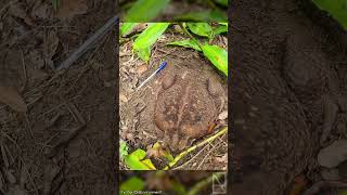 Meet Toadzilla, A cane toad weighing 2.7 kilos, that could be the biggest on record.