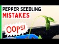 5 pepper seedlings mistakes you dont want to make  pepper geek
