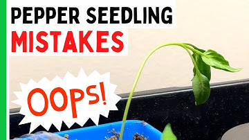 5 Pepper Seedlings Mistakes You Don