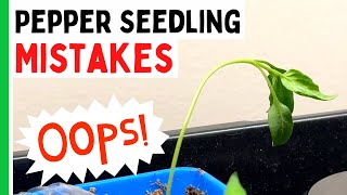 5 Pepper Seedlings Mistakes You Don't Want To Make  Pepper Geek