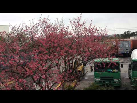 櫻花