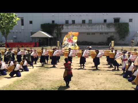 大阪大学お祭りダンスサークル祭楽人 いちょう祭2016(想染)