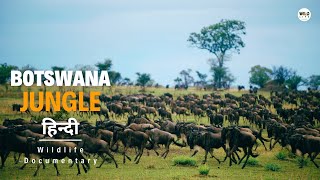 Botswana Jungle, Africa - हिन्दी डॉक्यूमेंट्री | Wild animals documentary in Hindi by Wildlife Telecast  228,042 views 2 months ago 48 minutes