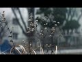 Canon EOS M - Magic Lantern | Ricoh Riconar 55mm F2.2 | 4K Video (Ansan Korea) 안산 선부동