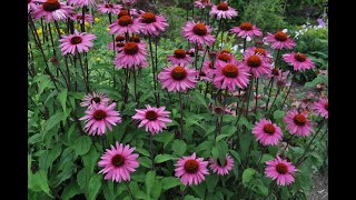 Heat Loving Perennials/Garden Tour/Garden Style nw