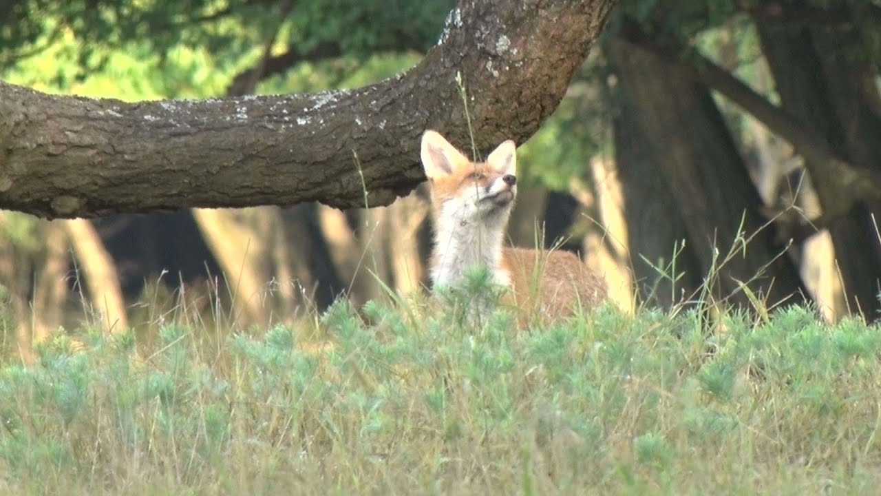 M5 TV – Erdei utakon – Reviczky Gáborral – 2020/25. adás – 2020.07.18.