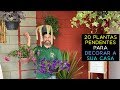 20 Plantas Pendentes Para Decorar a Sua Casa