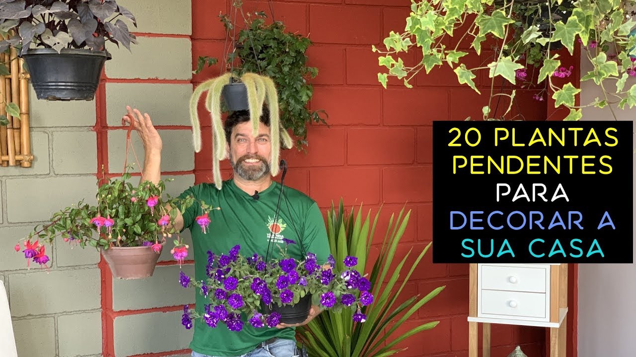 20 Plantas Pendentes Para Decorar a Sua Casa - thptnganamst.edu.vn