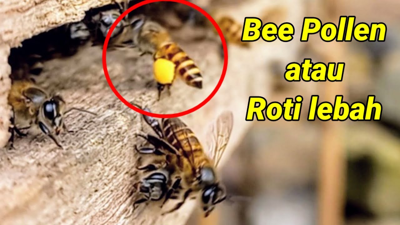 Pellen Roti penjelasan soal bee pollen atau roti lebah madu.#bee #lebah #trigona # ...