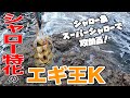 【エギング】シャロー特化のヤマシタエギ王Kで攻める！！