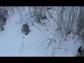 Охота на зайца зимой троплением по снегу. Hunting hare