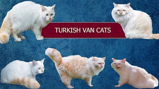 كل المعلومات عن قطط الفان التركية TURKISH VAN CATS