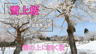 【新潟県】雪の上に咲く桜　雪舞う桜の奇跡、福山峠のふるさと広場へ　　２０２２年４月