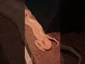 Huge Python Shorts Huge Python Shorts