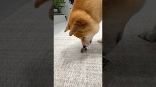 Funny security check of frog by my puppy dog #dog #puppy #pets #anmals
