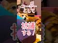 抗議するコーギー #柴犬スティーブ