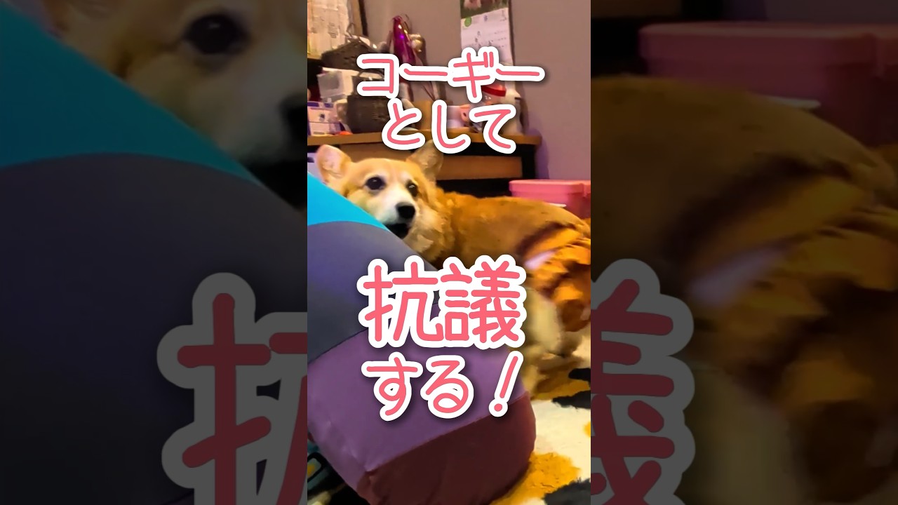 抗議するコーギー #柴犬スティーブ