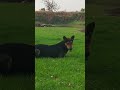 #dog 🐕