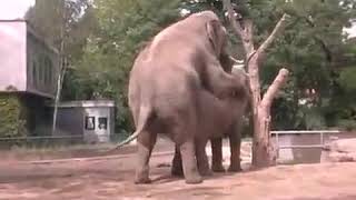 ELEPHANTS MATING VIDEOS. WILDLIFE SEX VIDEO.