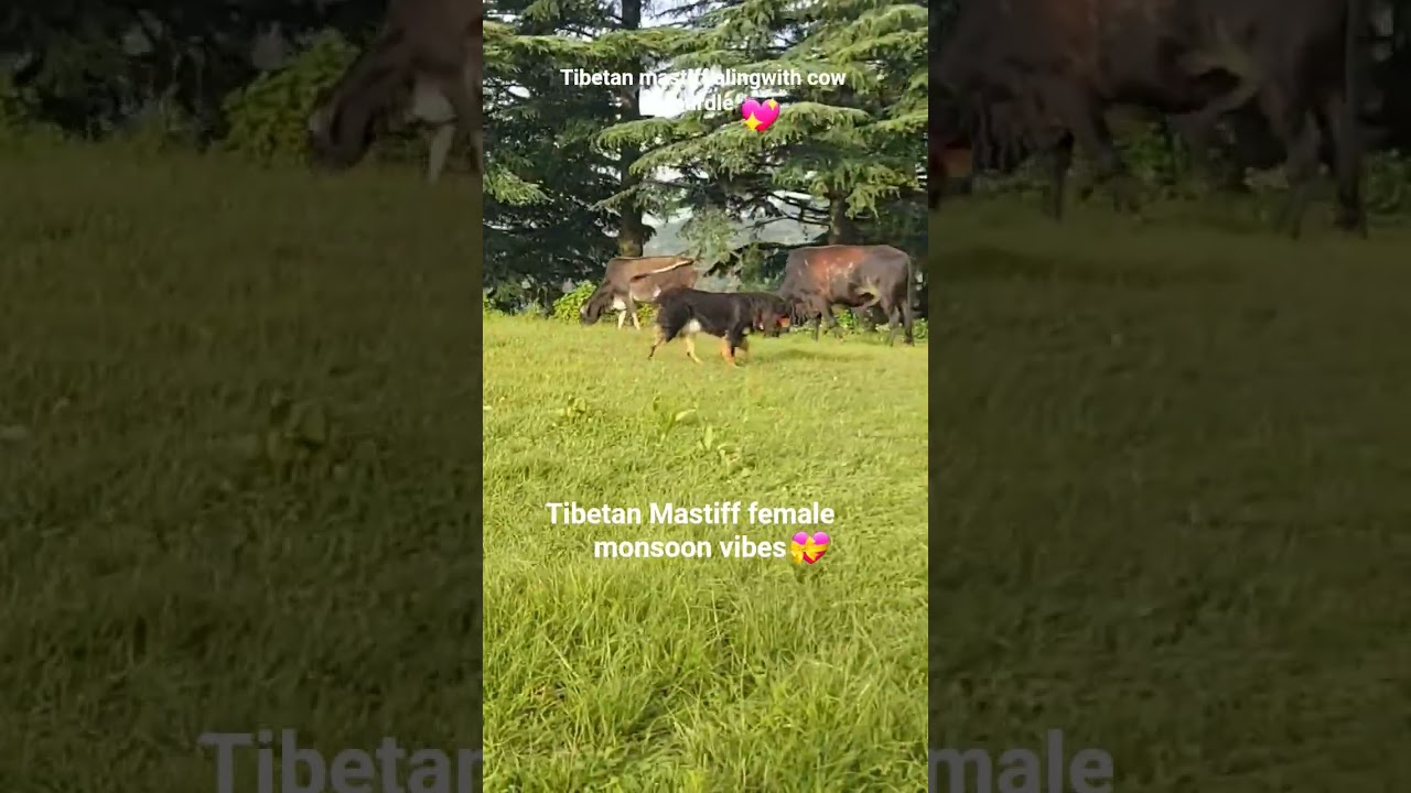 Tibetan Mastiff female monsoon vibes 