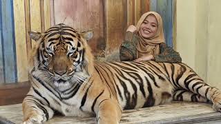 : Phuket Tiger Kingdom