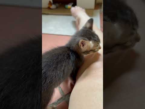 Domestic Short Hair Kitten For Adoption - 1 Month, Katsu from Petaling Jaya , Selangor