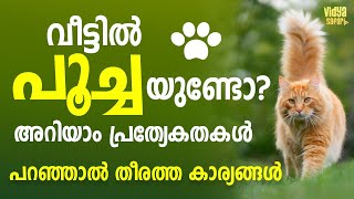 ഇനി അല്പം പൂച്ച കാര്യം അറിയാം പൂച്ചകളെ പറ്റി അറിയേണ്ട വസ്തുതകൾ പ്രത്യേകതകൾ.All about cat Malayalam