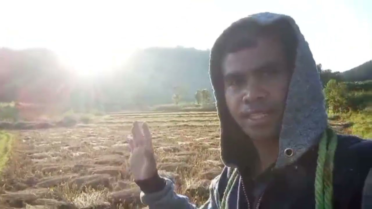 Leit Lum Kba Ne Pynlang Thup Kba Ha Shnong🌾☀️||Rice Harvesting In My Village Life🌾☀️