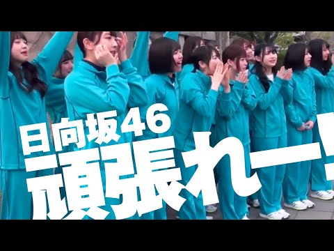 日向坂46 頑張れー！