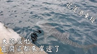 2020.03.15花蓮港東堤釣遊!豆腐鯊竟然靠岸太神奇啦!人生第一次遇到太幸運~石鯛炮彈、黑豬哥、路亞神奇小卷煙仔^^Taiwan Hualien fishing