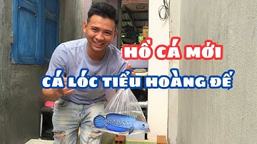 Setup Hồ Xong Thì Bây Giờ Dời Cá Lóc Tiểu Hoàng Đế Lên Hồ Mới