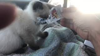 Kitten fighting over my Parmesan ￼ by Rockartfortheheart Larry Martin Rocks 1,171 views 2 years ago 1 minute, 42 seconds