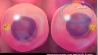 Cell Cycle and Mitosis 3D Animation