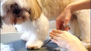 Grooming Guide  Grooming Shih Tzu Legs