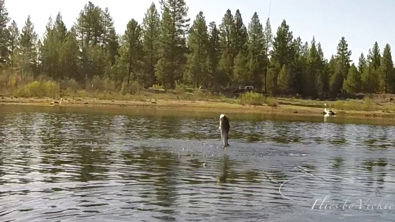 Jumping Trout at Hyde Lake YouTube