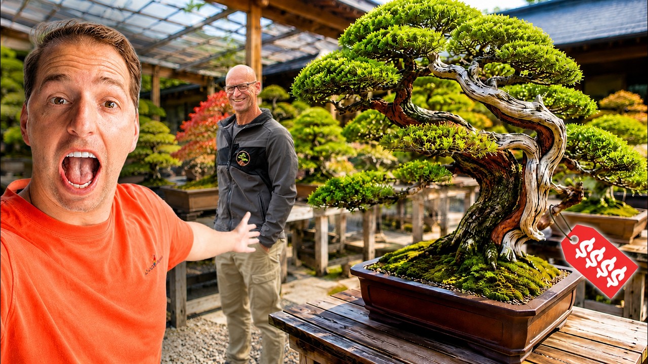 Visiting A Japanese Bonsai Nursery in the Netherlands (Amazing Koi Pond)