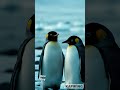 Penguin Who Stopped Swimming