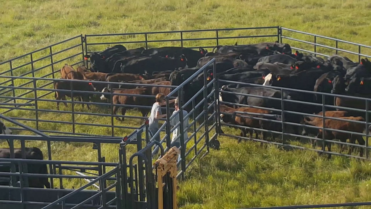 Portable Corrals - Linn Post And Pipe