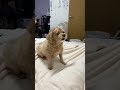 ワァン♡ #沖縄 #犬 #マルプー
