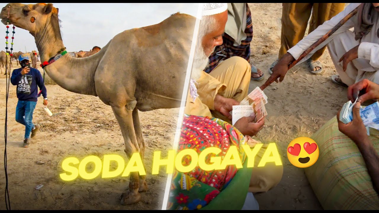 Northern Bypass Camel Mandi | Latest Price Update