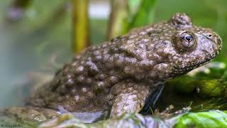 Frogs and Toads. Part II.