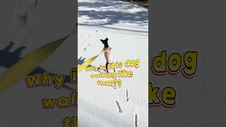 Why is this dog walking like that?#Alcamera#Old PhoneHacks