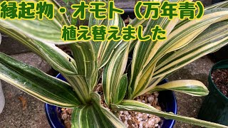 万年青　親株 mqdefault.jpg