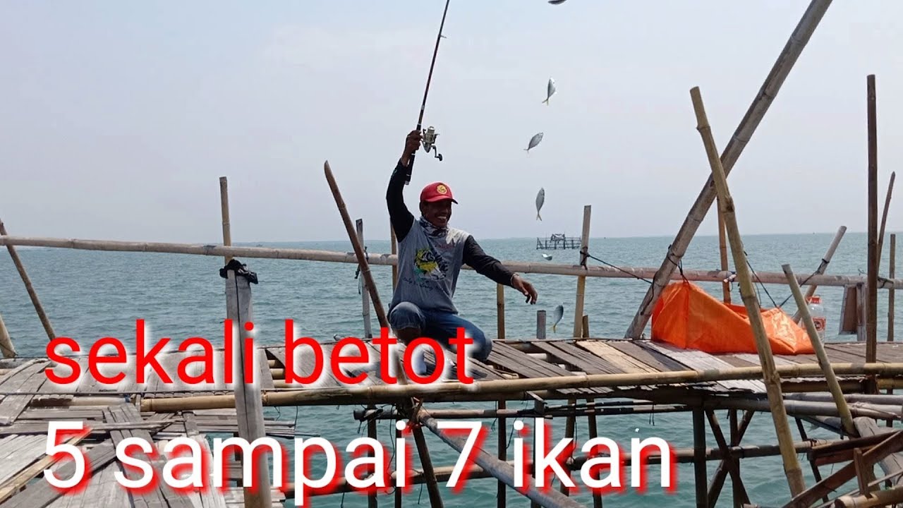 Mancing dengan cara ini selar dan tembang ga bisa lolos