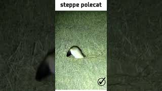 a steppe polecat#shorts