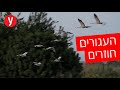 העגורים הראשונים לסתיו 2021 מגיעים לאגמון החולה