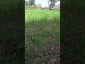 viral short always
