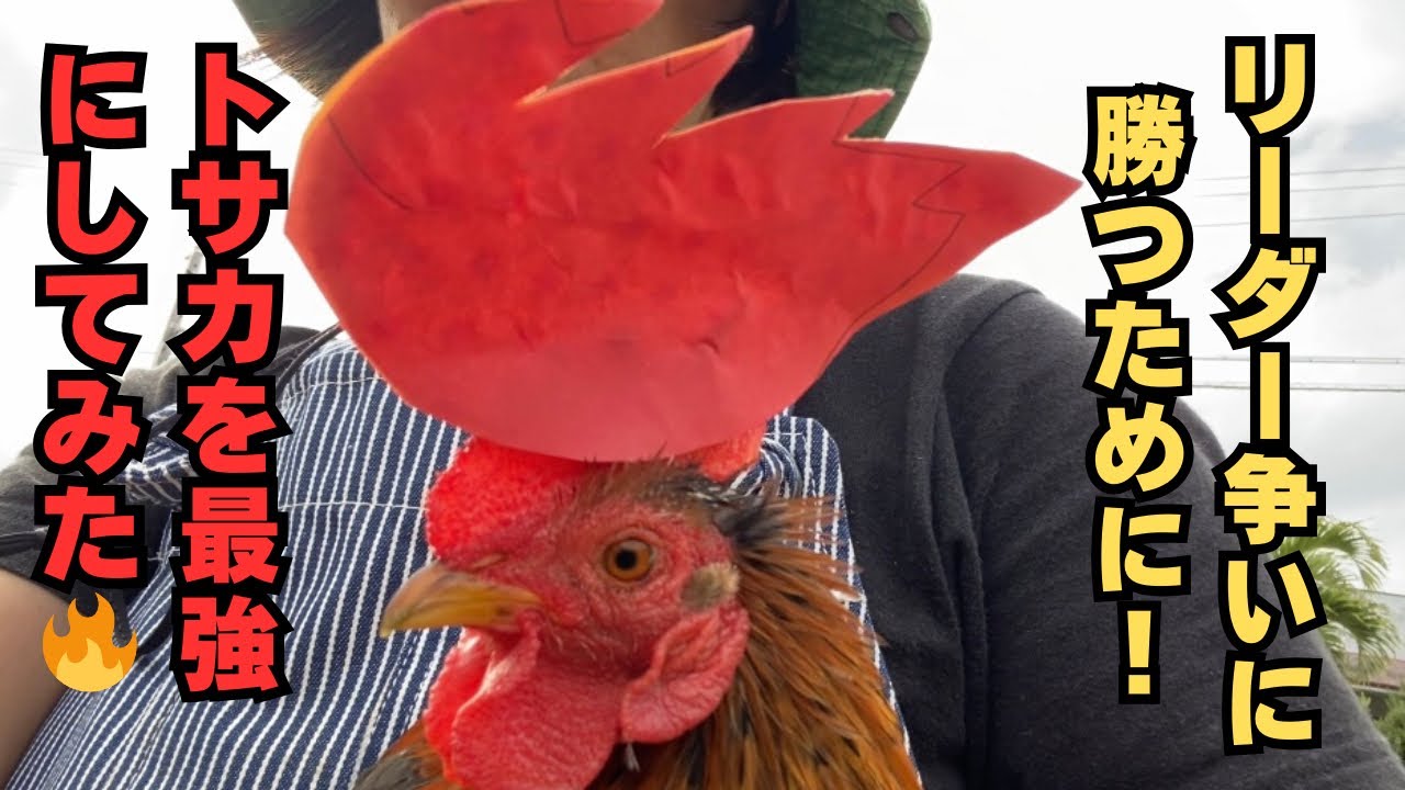 トサカを大きくしたらほんとに勝てるの?#shorts #にわとり #トサカ #ニワトリ #雄鶏 #rooster - YouTube